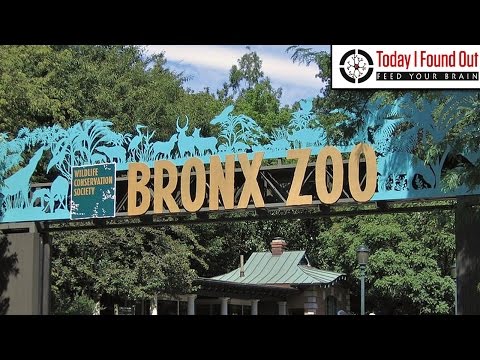 Why is there an Area of New York Called the Bronx?