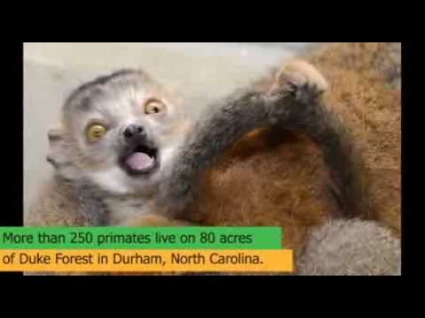 Help Expand Forest Areas for Endangered Lemurs