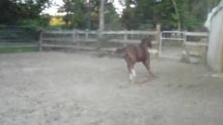 preview picture of video 'Molly and Gracie Invitation Only N/N AQHA 2009 Fillys'