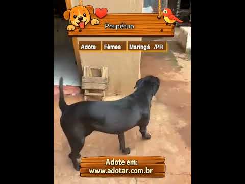 Vídeo de Perpétua 