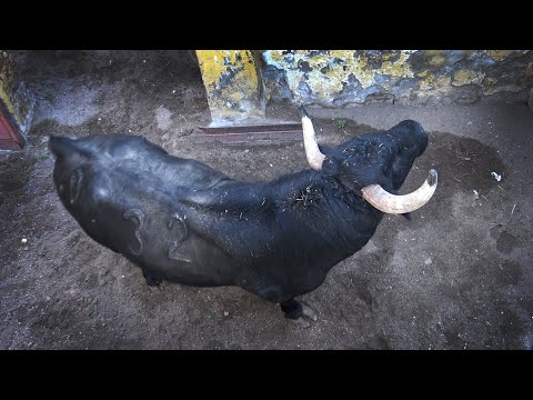 Desembarque de los Toros de ganadería Eladio Vegas para Medina del Campo 2021