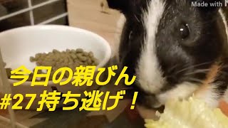 【モルモット】今日の親びん#27持ち逃げ！！【guineapig】