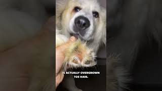 Why Trim Your Dog's Paw Hair? Great Pyrenees Grooming Tips #shorts