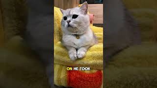 Download lagu This Man Saved a Hungry Cat and Won Everyone’s Heart😭❤️ #shorts mp3