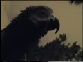 X Rated Parrot