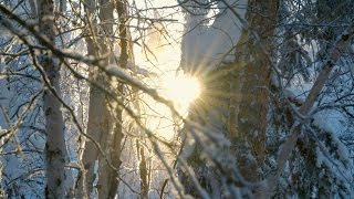 Finding Rays of Sunshine Through the Trees