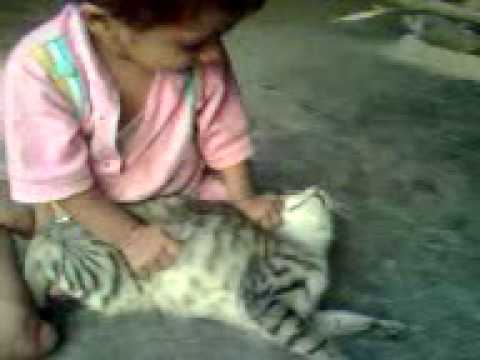 suraiya play cat