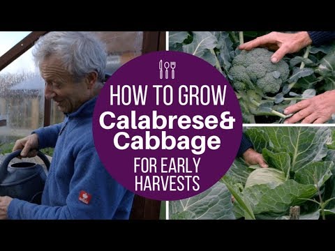 , title : 'Grow calabrese and cabbage for early harvests, use same method for late cropping too'