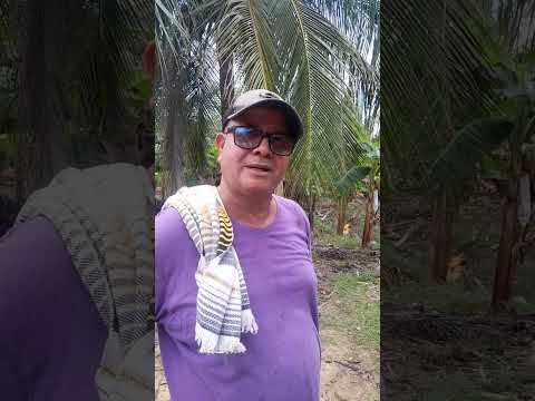 Como afectan los vientos al campesino en el Municipio de Moñitos Córdoba. 