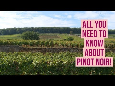 What Makes Pinot Noir so Special?