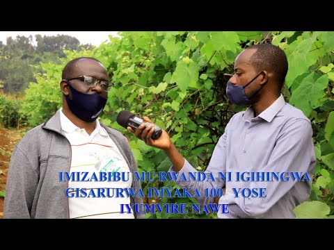IMIZABIBU MU RWANDA:Menya byinshi kugihingwa cy'UMUZABIBU, wazasarura hafi imyaka 100. Irebere nawe.