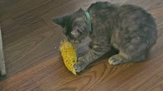 bopa hungry @bopacat25