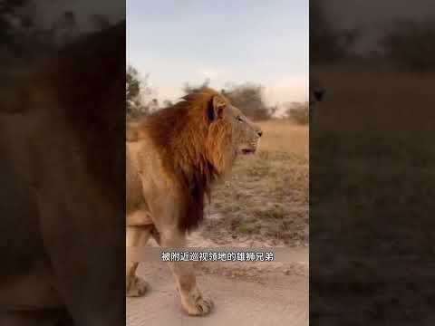 鳄鱼简直嚣张至极，竟然趁雄狮喝水时发动偷袭！#鳄鱼#狮子#野生动物零距离 #animals #动物世界