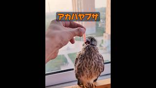 チョウゲンボウって、恐ろしい獣じゃないの？ #animals #動物プロダクション #動物 #癒し #自然