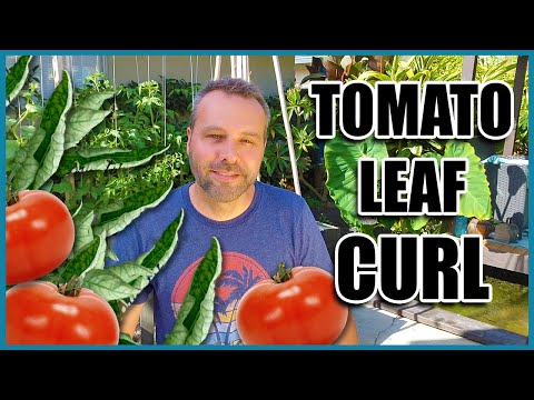 , title : 'TOMATO LEAF CURL - 3 Causes and What to Do When Your Tomato Leaves are Curling Up.'