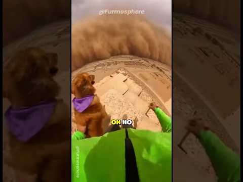 My Dog Saved a Sheep… Then Disappeared 😭🐶🐑