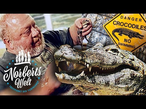 BEWARE OF CROCODILES! | THE CAIMAN – NORBERT'S FAVORITE ANIMAL! | NORBERT'S WORLD | Zoo Zajac