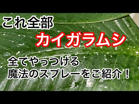 蘭のコナカイガラムシを駆除するにはどうすればよいですか?それらを永久に除去するための5つの自然な治療法  庭園
