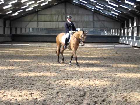 Barones (kinsky horse x KWPN) kinskystables