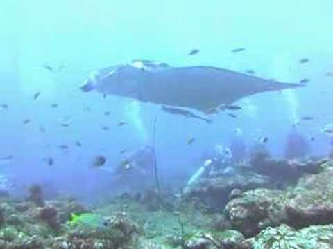 Paradise Island / Nord Male Atoll Manta Point