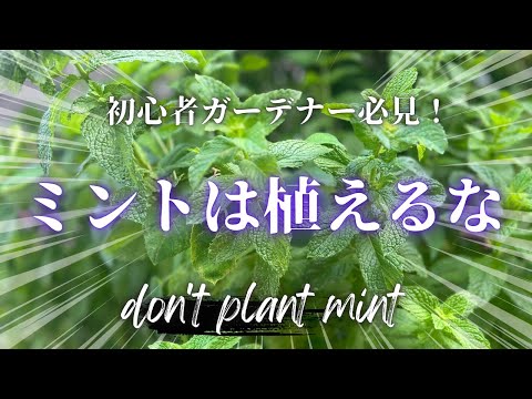 ガンダーマン 植物