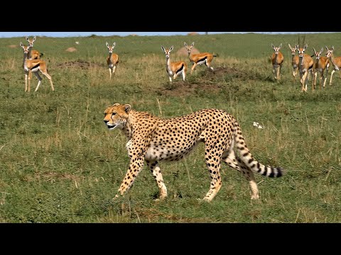 Die Savannen-Herausforderung: Pflanzenfresser und Fleischfresser