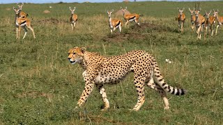 Download lagu The Savannah Challenge: Herbivores and Carnivores mp3