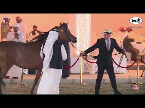 N.242 FS CAIRO - Al Dhafrah Arabian Horse Championship 2023 - Mares 7+ Years Old (Class 5A).mp4