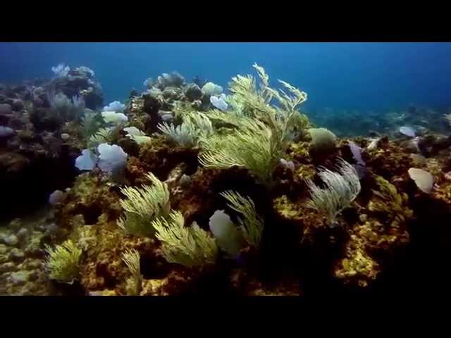 Punta Cana Reef Dives