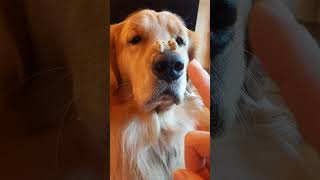Cookie Challenge with Ringo the Golden