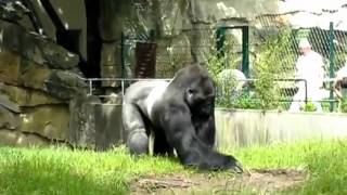 Gorilla Throwing Grass at Workers