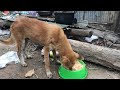 Dog Eats Canned Fish Food Slowly Man Feeds Food To Dogs