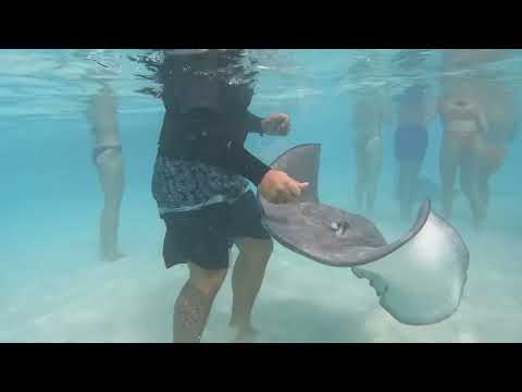 Stingray Moorea
