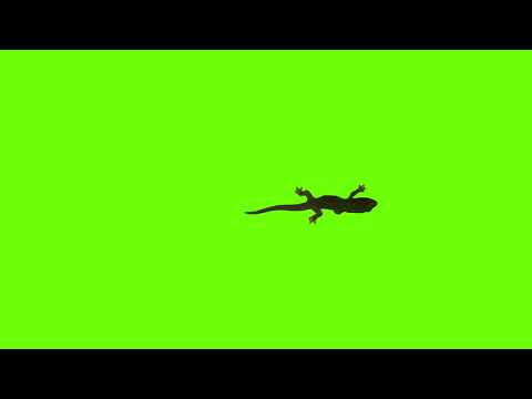 Green Screen | The Lizard | Free Download | No Copyright | DLG Puppet Show | Video Effects