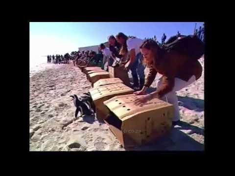 Saving oiled African penguins (MV Treasure Oil Spill, 2000)