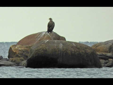 Lahnan pyyntiä kaislikon reunasta Perämerellä