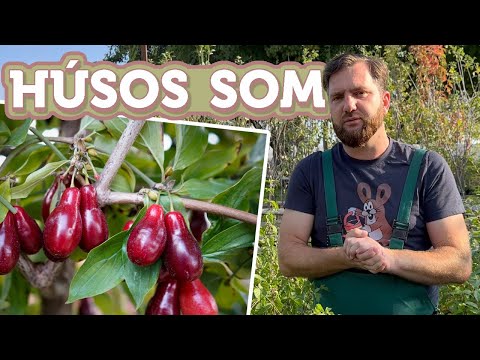 Gyümölcstermő sövény permetezés nélkül