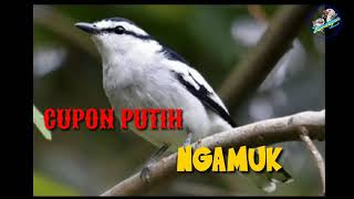 Download lagu #LamonganChannel Suara pikat CUPON PUTIH mp3