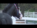 Pretty Horse Neighing