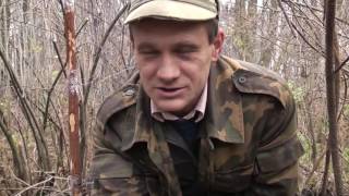 Ловля и содержание зяблика в клетке