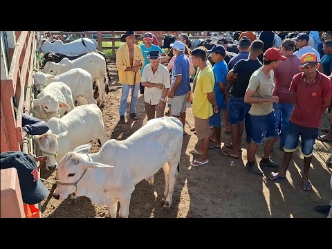 GADO DE 1000 NA FEIRA DE LAGOA DE PEDRAS-RN 13.07.2026