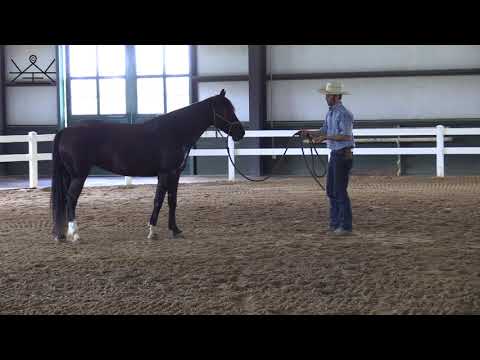 How to Back Your Horse from a Distance