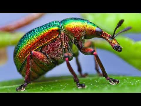 Thea - Lightning Bugs - Misc Originals