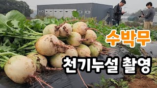 수박무 천기누설 촬영중 황금배추도 색이 예술