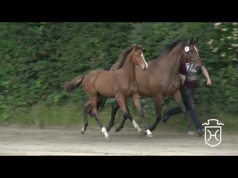 NF008 Hengstfohlen von Quiran - Canto - Cristo