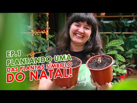 Como plantar a FLOR DE NATAL - ESTRELA DE NATAL - EP.1