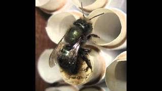 Mason Bees in the Pacific Northwest