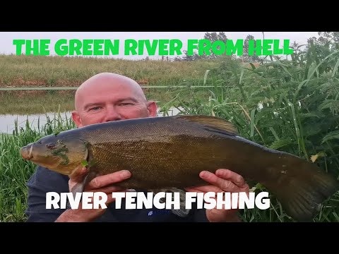 Tench fishing a river covered in the Green weed of death