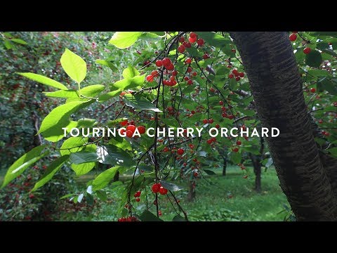 download lagu mp3 mp4 Fresh Michigan Cherries, download lagu Fresh Michigan Cherries gratis, unduh video klip Fresh Michigan Cherries