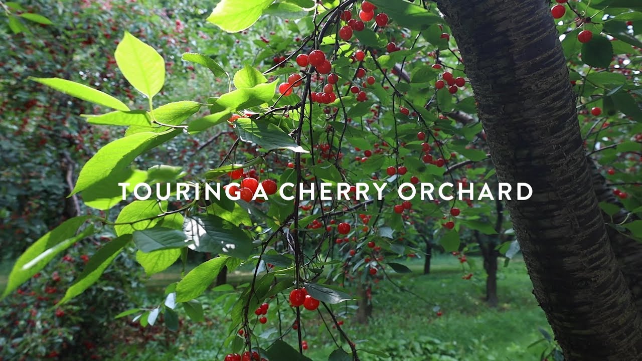 Touring a Michigan Montmorency Cherry Orchard